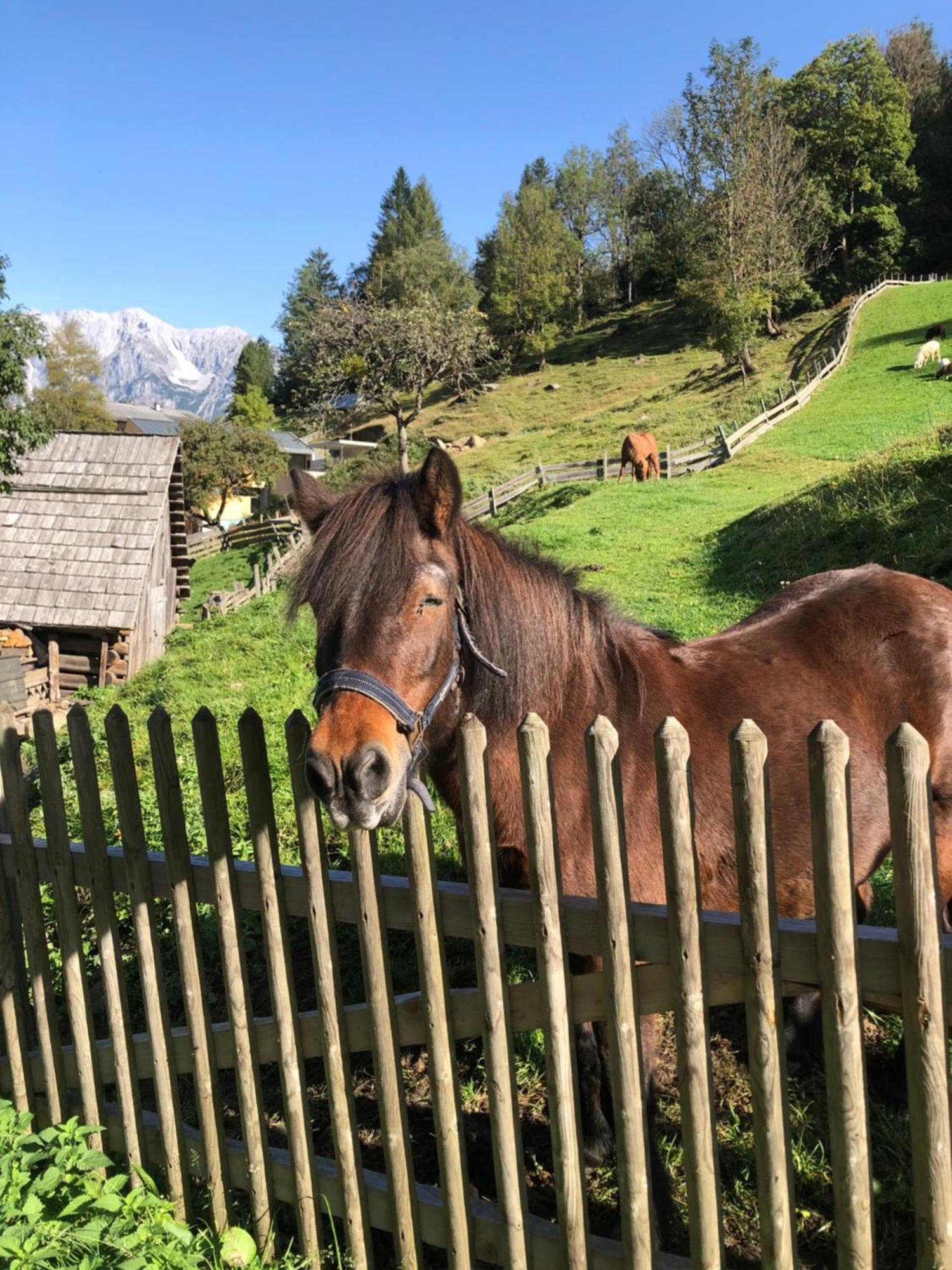 Auerhof Villa Schladming Kültér fotó