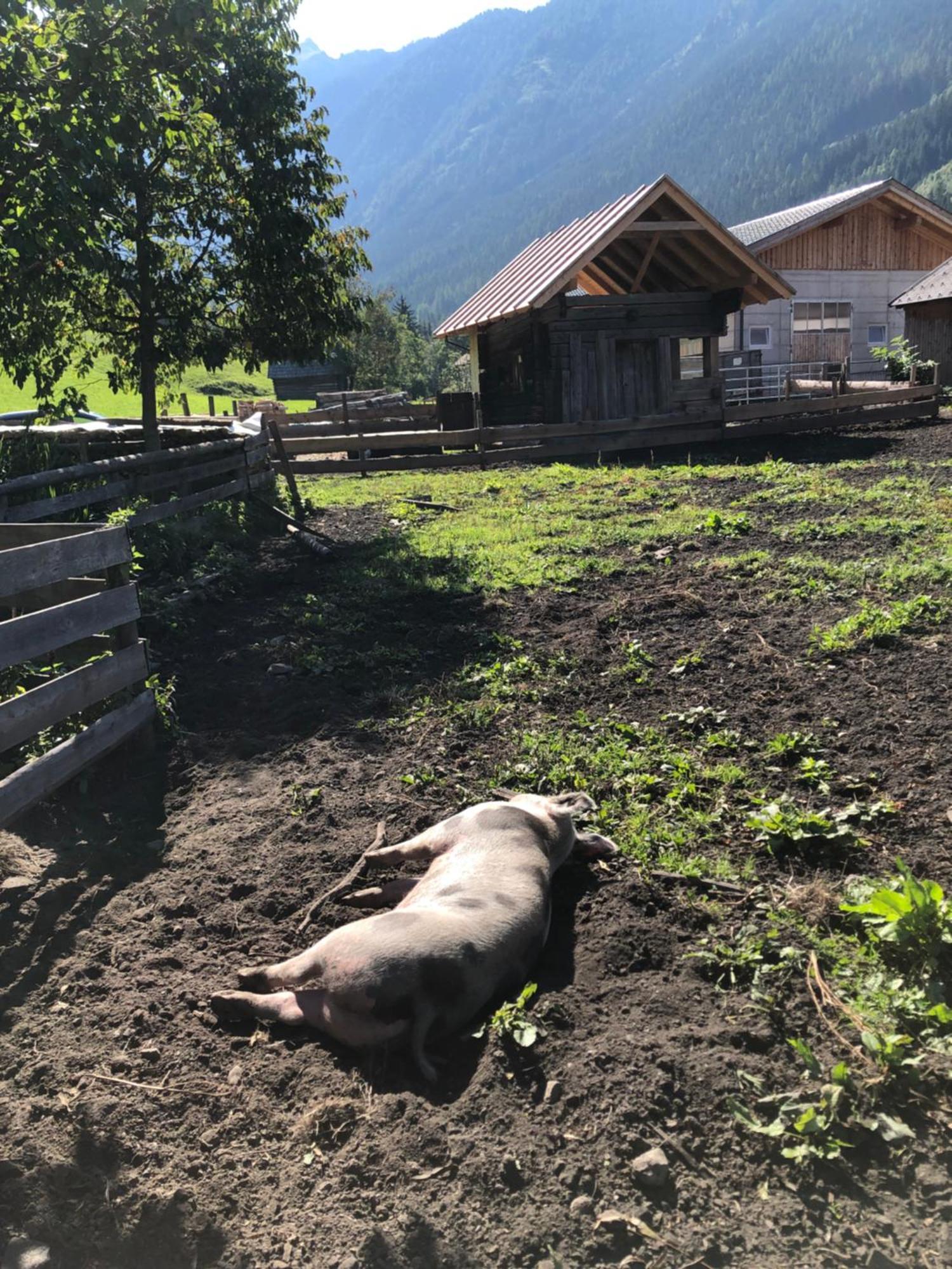 Auerhof Villa Schladming Kültér fotó