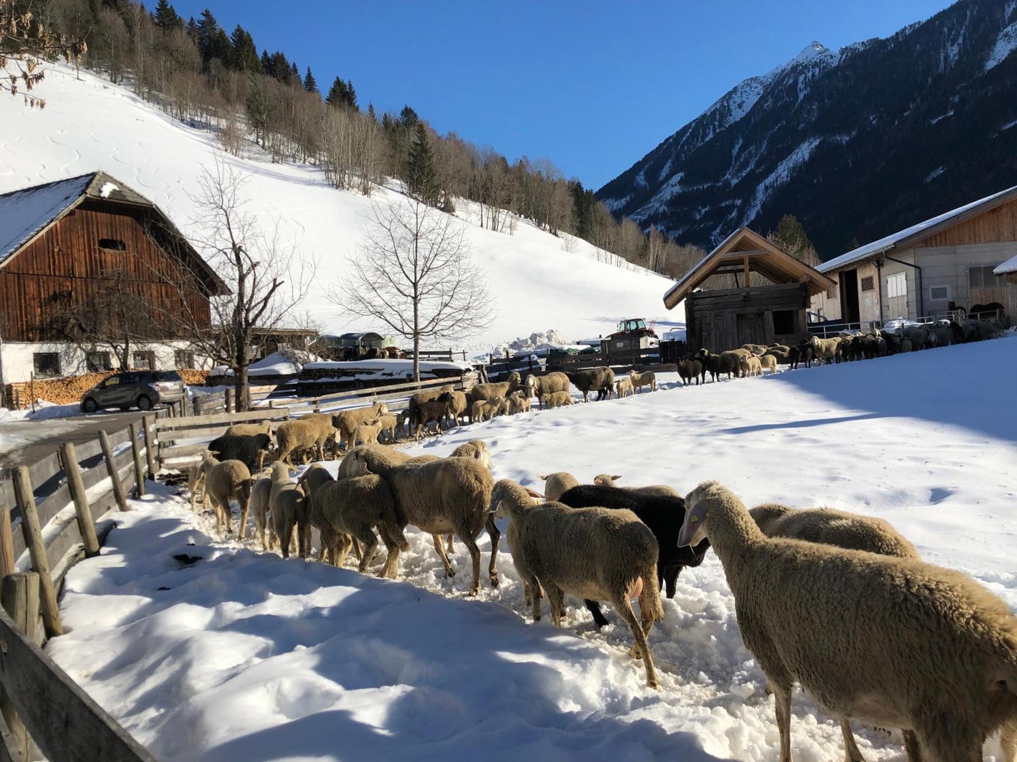 Auerhof Villa Schladming Kültér fotó